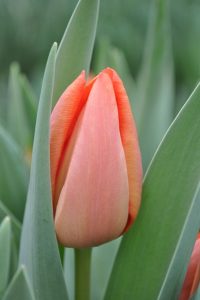 orange-westfrisian-02