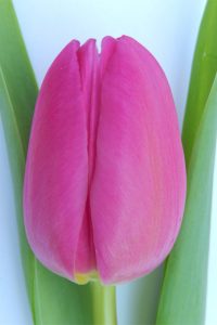 pink-marlene-01