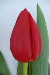 red-westfrisian-01