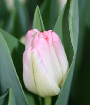 01_tulip-supermodel