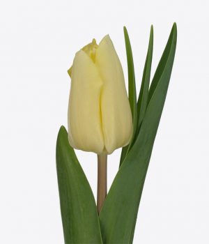 245687_a-Tulipa-'Danville'-