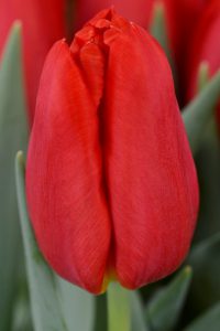 kwaliteit_tulips_red